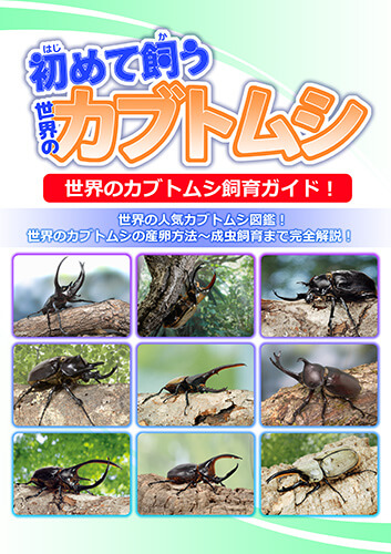 初めて飼うカブトムシ（世界の）