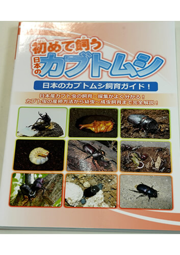 初めて飼うカブトムシ（日本）