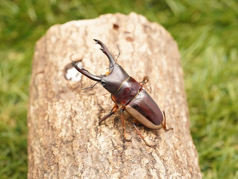 ラテラリスノコギリクワガタペアオス50mmUPペア(フィリピン　オーロラ州産)累代F4(虫)