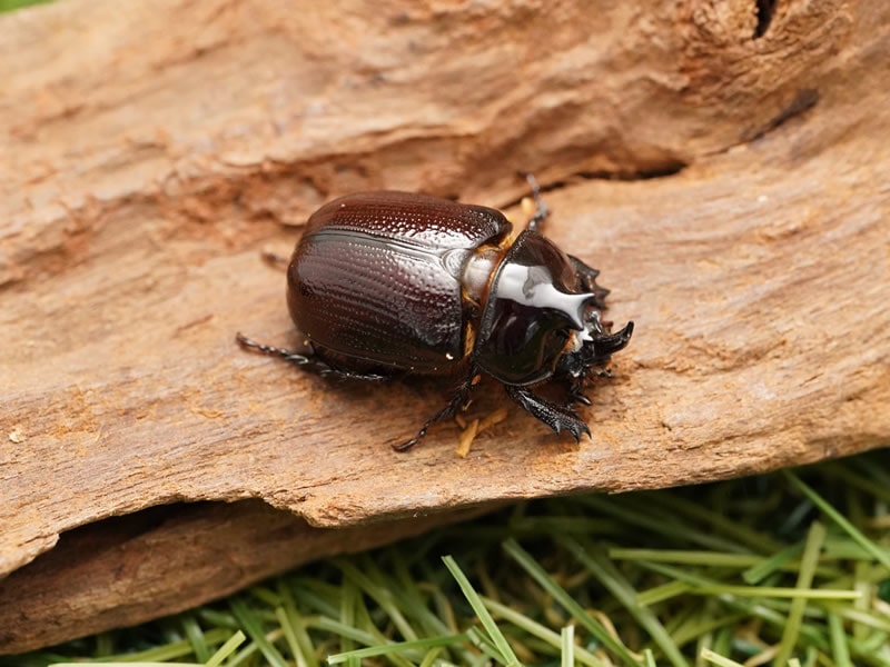 バラタスマタサイカブトペアオス30mmUP累代CB(虫)