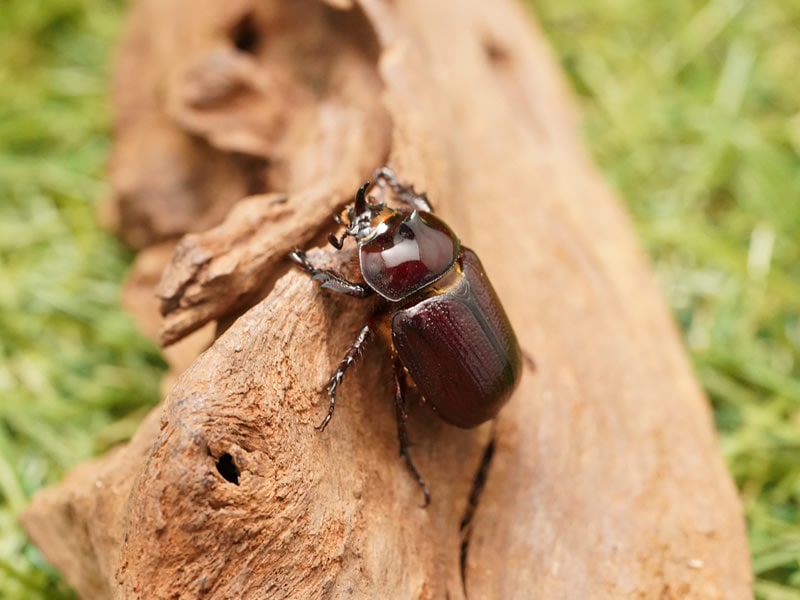 バラタスマタサイカブトペアオス25mmUP累代CB(虫)