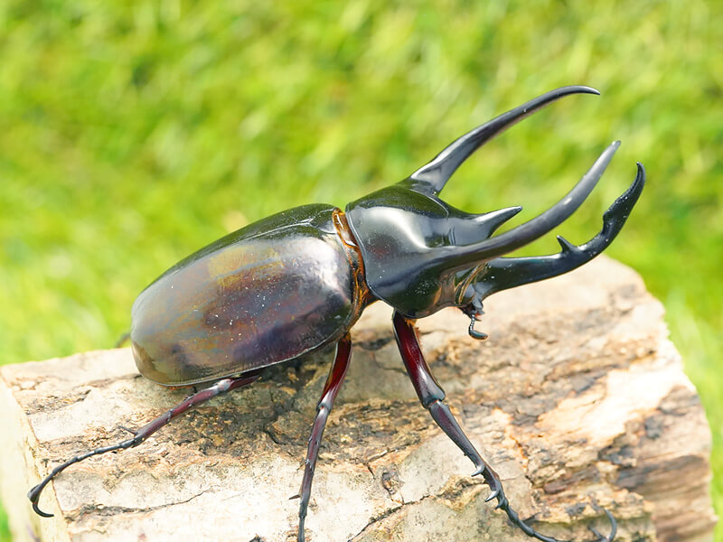 コーカサスオオカブト単品B品オス100mmUP(羽出)(東ジャワ産)累代WD(虫)