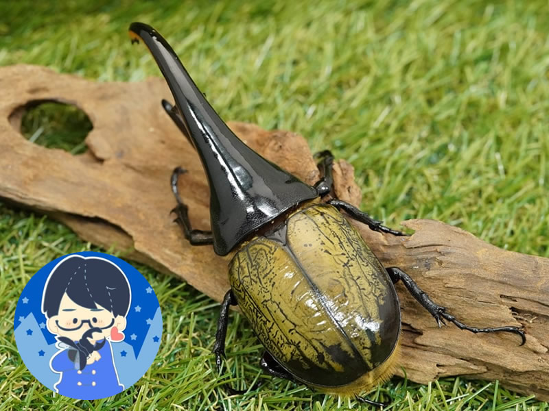 ヘラクレスペアオス140mmUP累代CB※YouTuberクワカブの部屋三森さん飼育成虫(虫)