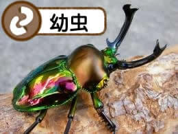 ニジイロクワガタ幼虫(虫)