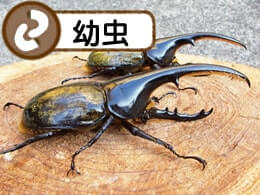 ヘラクレスヘラクレス幼虫1.2令(グアドループ産)累代CB(虫)