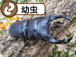 国産オオクワガタ幼虫1.2令(虫)