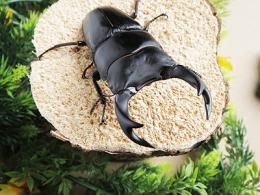 国産オオクワガタ単品B品オス72.5～74.5mm(左後フセツ欠け)(産地不明)累代CB(虫)