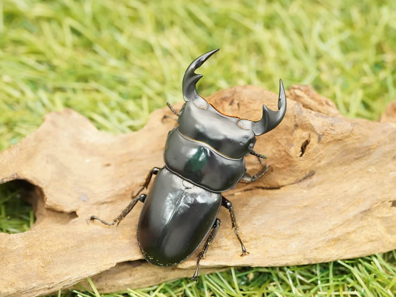 アンタエウスオオクワガタペアオス70mmUP(マレーシア産)累代WF1(虫)