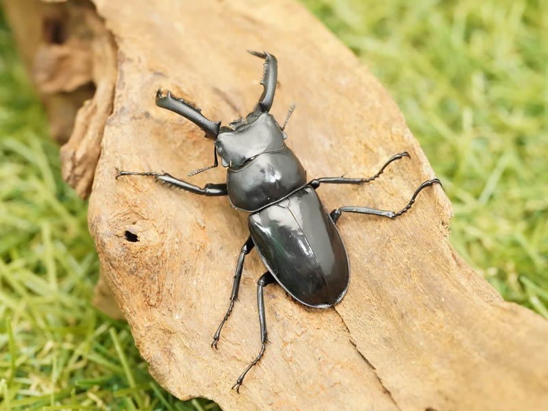 ザウテルシカクワガタオス50mmUP×1・メス×2(台湾産)累代CBF1(虫)