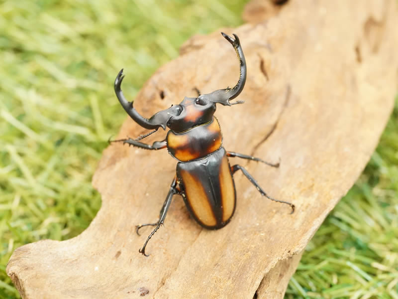 スペキオスシカクワガタペアオス50mmUP(タイ・ウィアンババオ産)累代CBF1（虫)