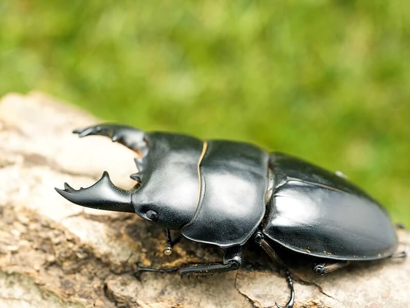 アルキデスヒラタクワガタペアオス中歯70mmUP(ベンクール産)累代WD(虫)