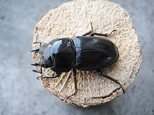 国産オオクワガタ単品メス45mmUP(産地不明)累代CB(虫)