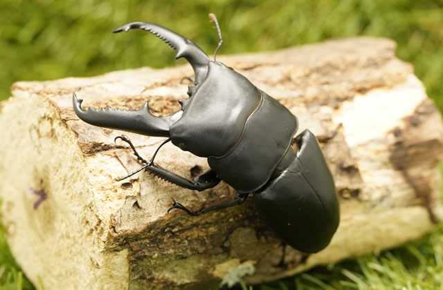 パラワンオオヒラタクワガタペアオス95mmUP(ブルックスポイント産)累代CB(虫)