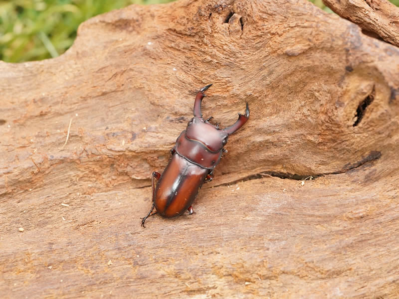 エレガントゥルスコクワガタペアオス25mmUP(スマトラ産)累代WF1(虫)