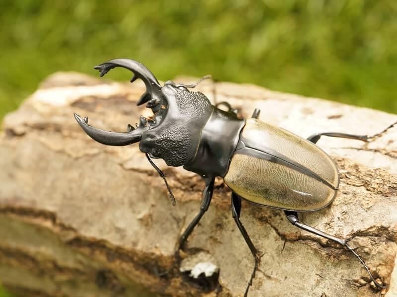 ルデキンツヤクワガタ単品オス中歯60mmUP(ベンクール産)累代WD(虫)