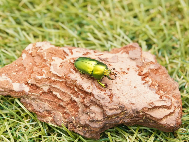 インスラリスキンイロクワガタ単品オスグリーン系20mmUP(オーストラリア産)累代CBF1(虫)