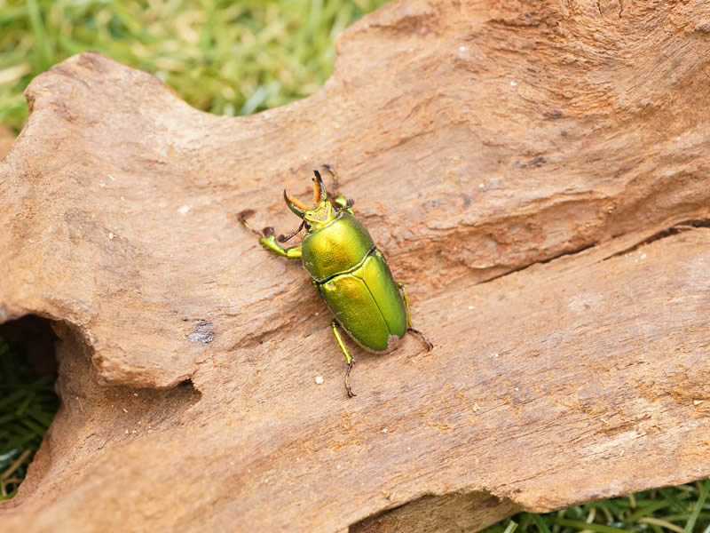 インスラリスキンイロクワガタ単品オスノーマル系20mmUP(オーストラリア産)累代CBF1(虫)