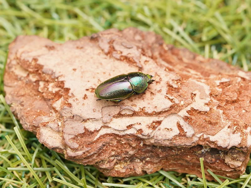 インスラリスキンイロクワガタ単品メスパープル系20mmUP(オーストラリア産)累代CBF1(虫)