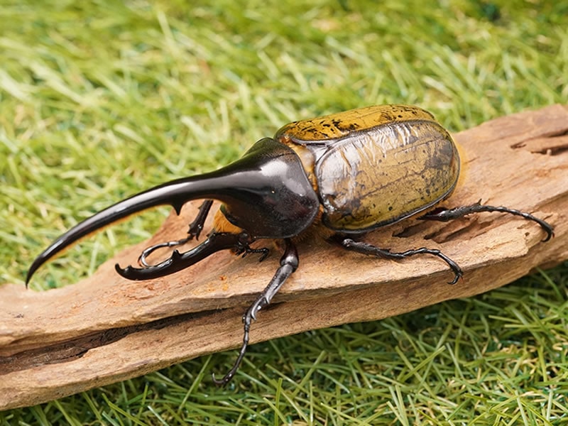 ヘラクレスヘラクレスオオカブト単品オス125mmUP累代CB(虫)