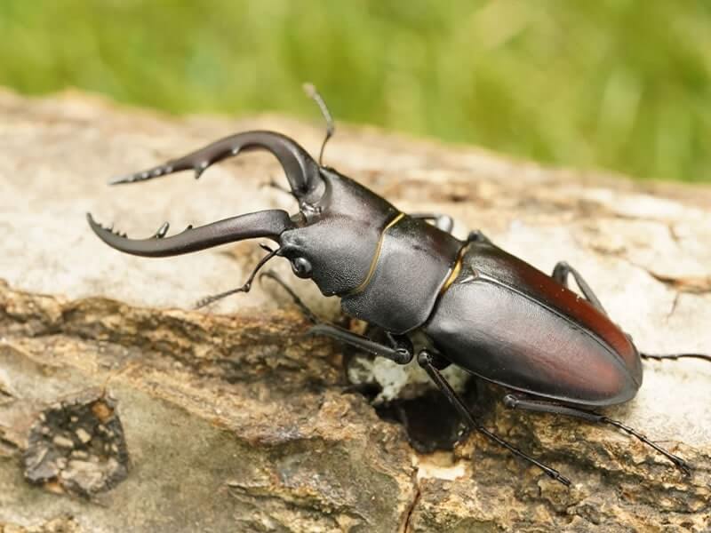 国産ノコギリクワガタペアオス65mmUP（野外採取WD）群馬県産(虫)