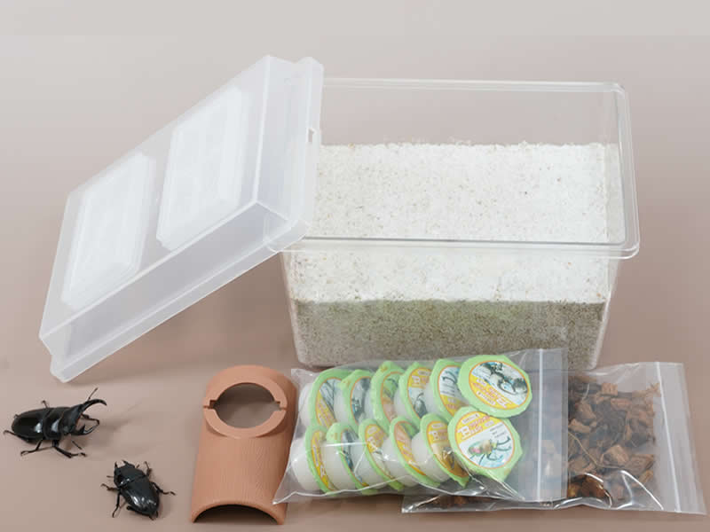 オオクワガタ専用:産卵初めてセット オオクワガタペア(オス75mmUP・メスサイズフリー)(虫)