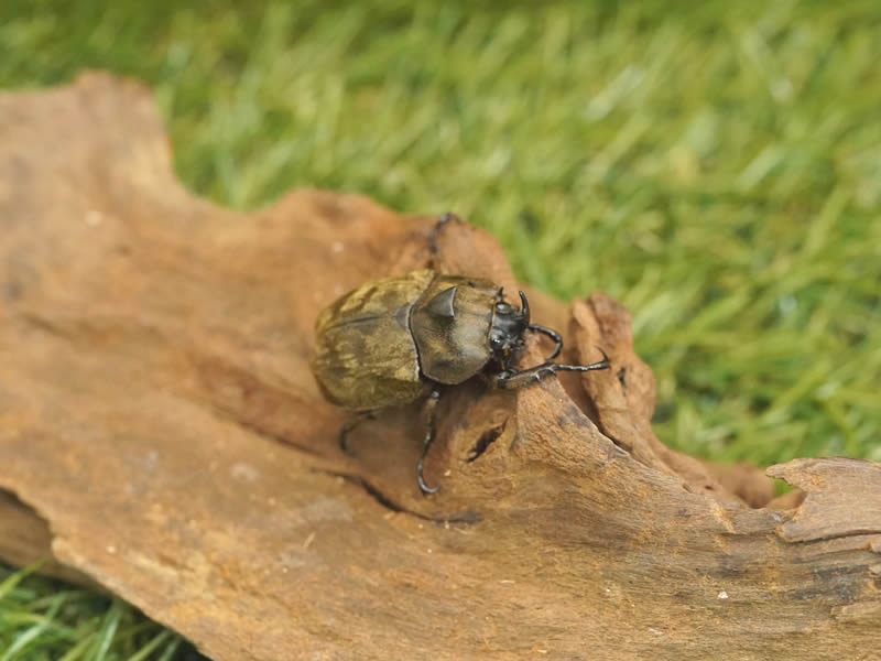 サビイロカブトペアオス30mmUP累代CB(虫)