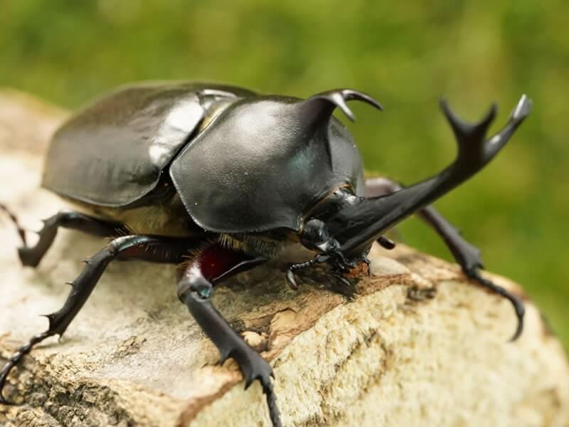 国産カブトムシ単品オスサイズフリー（累代WD）群馬県産(虫)