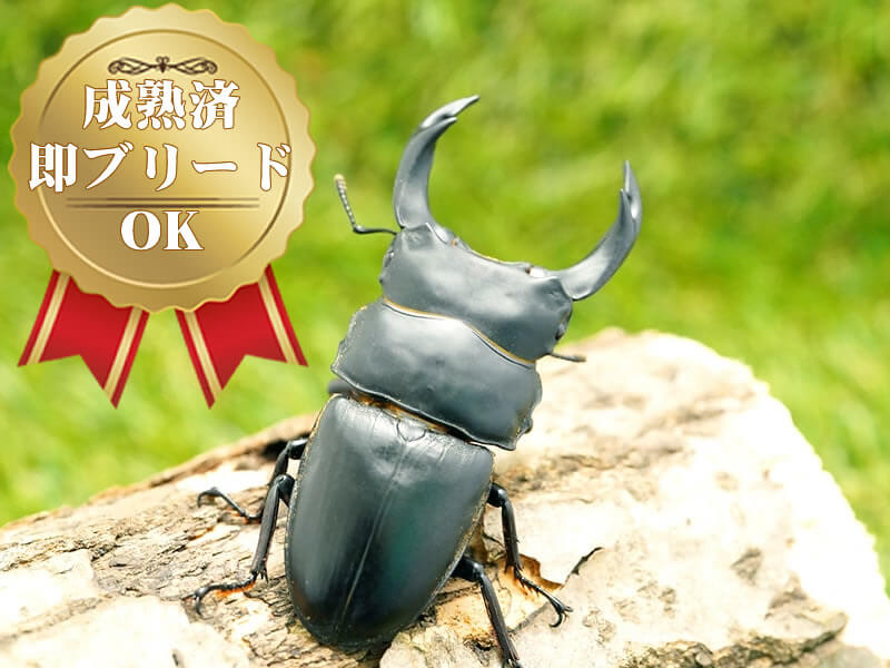 国産オオクワガタペアオス75mmUP(産地不明)累代CB※成熟済み(虫)