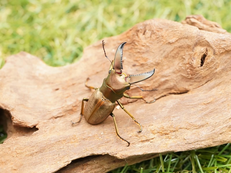 モンタネルスホソアカクワガタ単品B品オス40mmUP(右アゴ欠け)(ボルネオ　クンダサン産)累代CBF1(虫)