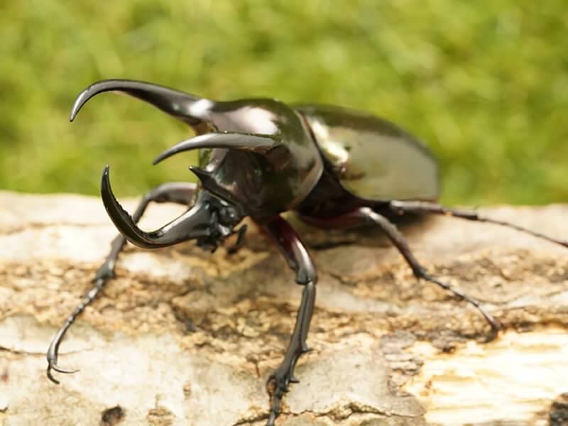 アトラスオオカブトペアオス70mmUP（スマトラ産）累代WD(虫)