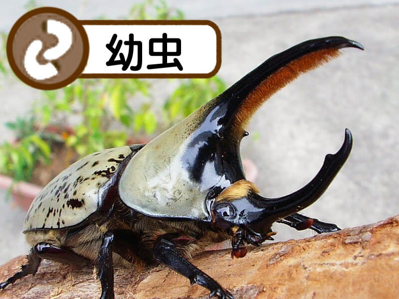 グラントシロカブト1.2令幼虫(アリゾナ産)累代CB(虫)