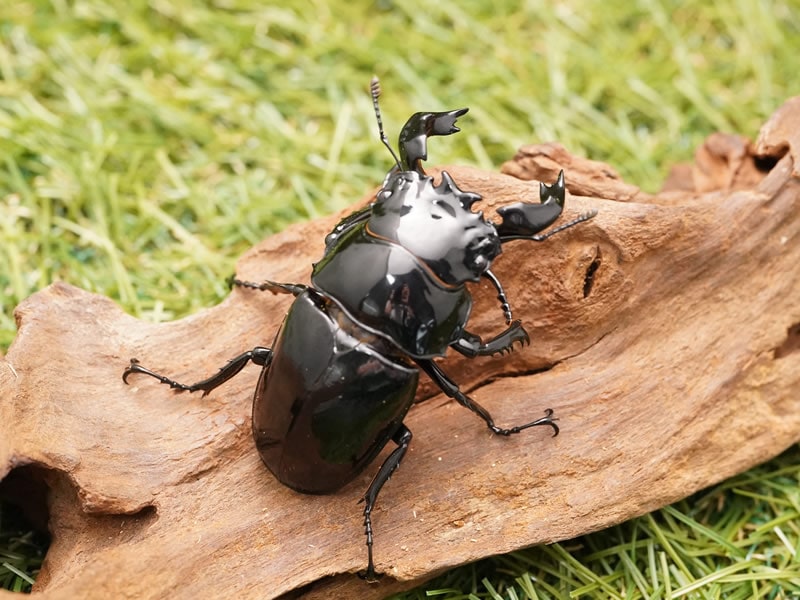 タランドゥスオオツヤクワガタペアオス70mm(コンゴ産)累代CB(虫)