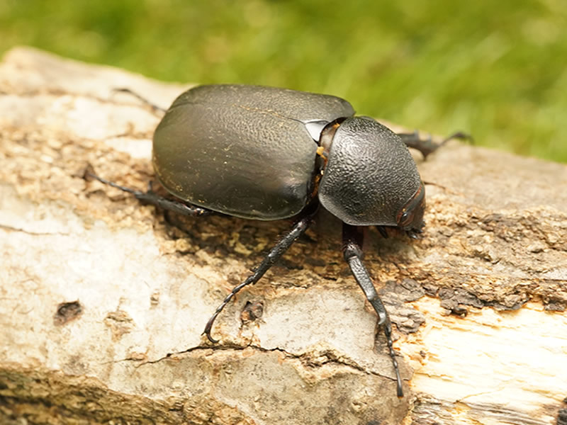 アトラスオオカブト・単品B品メス45mmUP (ハネ切れ,左中ツメ欠け)(スマトラ産)累代WD(虫)