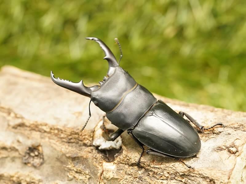 国産ヒラタクワガタ単品B品メス30mmUP(翅ひらき,羽出,右前足マヒ)(広島県産)CB(虫)