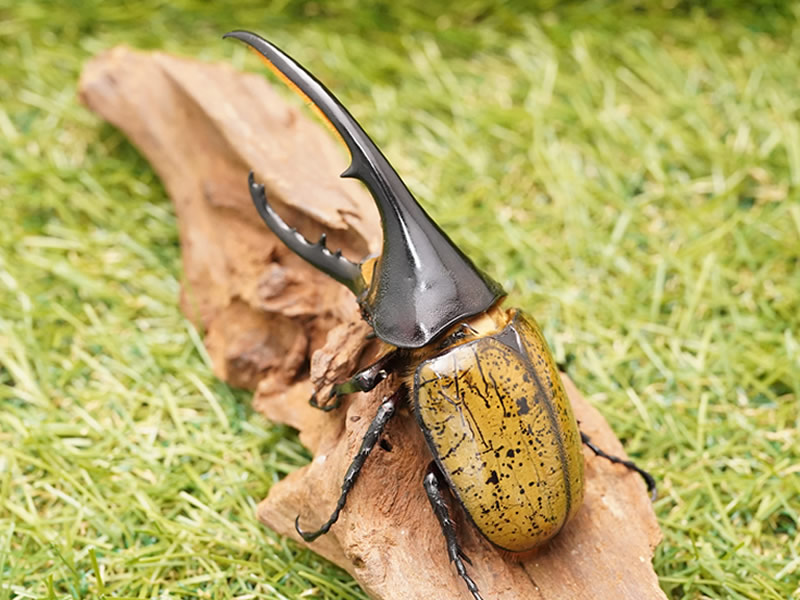 ヘラクレスヘラクレスオオカブトペアオス120mmUP累代CB(虫)