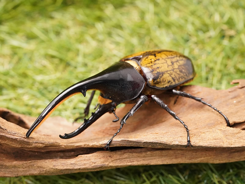 ヘラクレスヘラクレスオオカブト単品B品オス120mmUP(アゴ先欠け)累代CB(虫)