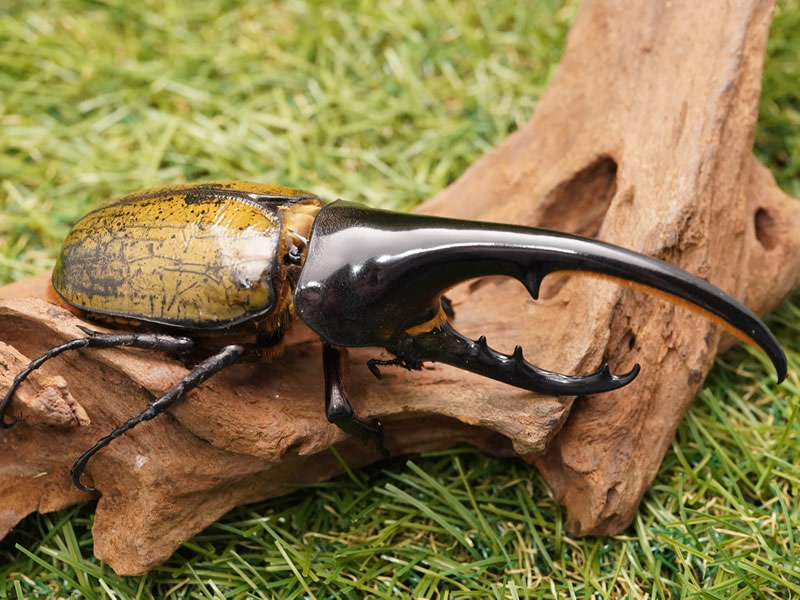 ヘラクレスヘラクレスオオカブトペアオス130mmUP累代CB(虫)