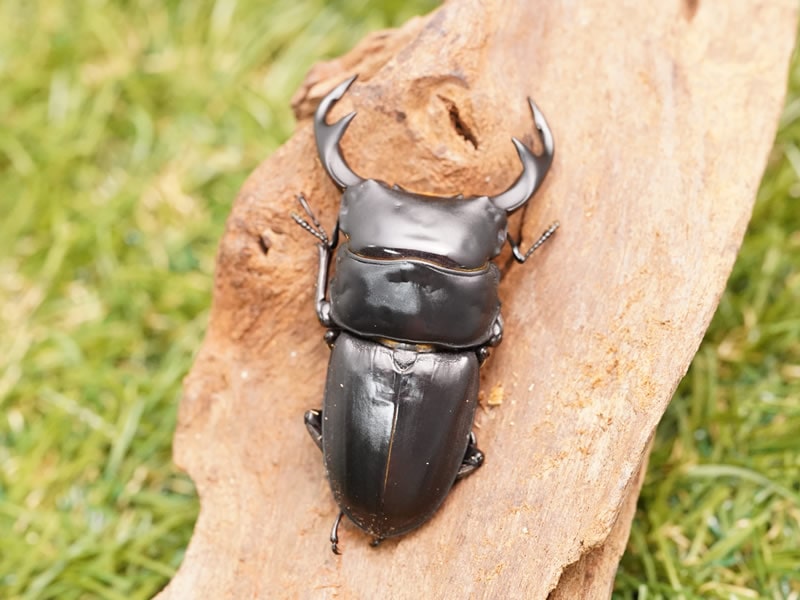 クルビデンスオオクワガタペアオス60mmUP(ベトナム産)累代F4(虫)