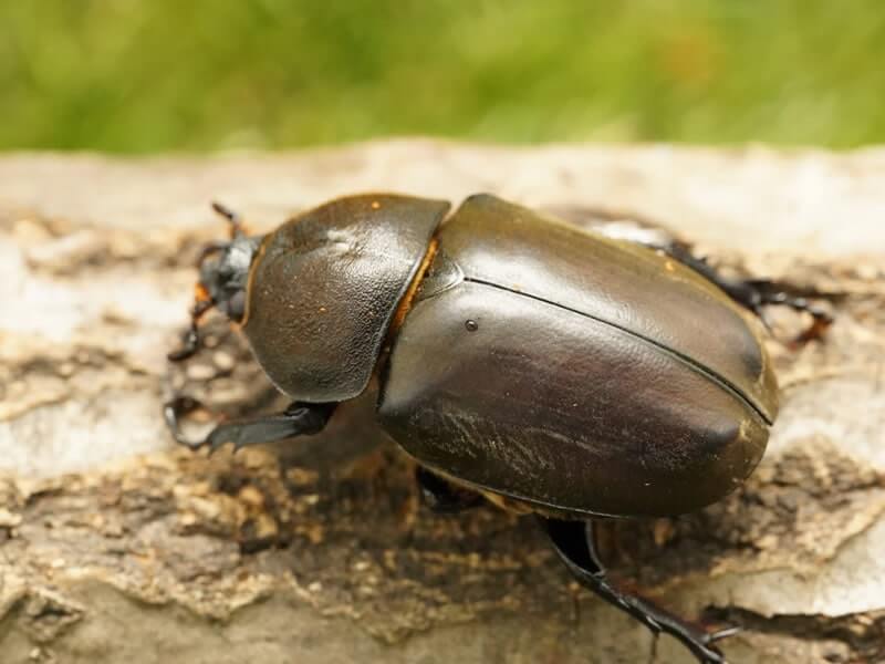 国産カブトムシ単品B品メス(左前フセツ欠け)サイズフリー（累代WD）群馬県産(虫)