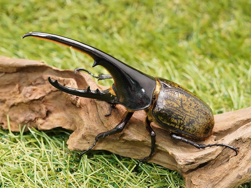 ヘラクレスヘラクレスオオカブト単品オス130mmUP累代CB(虫)