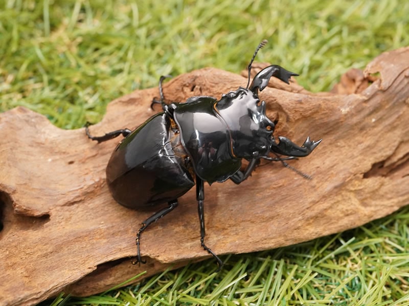 タランドゥスオオツヤクワガタペアオス78mm(コンゴ産)累代CB(虫)