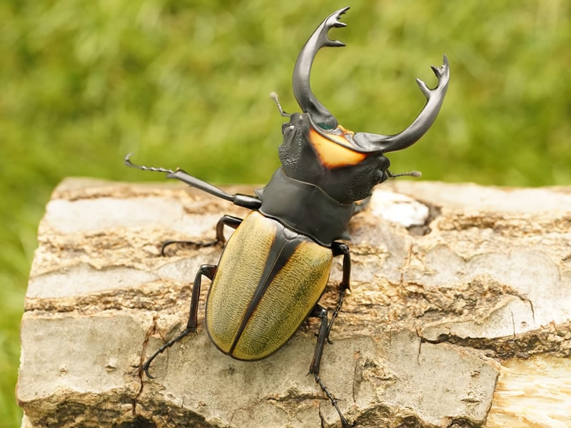 ラコダールツヤクワガタ単品オス長歯70mmUP(スマトラ産)累代WD(虫)