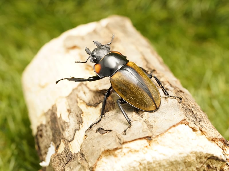 ラコダールツヤクワガタ単品B品メス40mmUP(左中ツメ欠け)(スマトラ産)累代WD(虫)