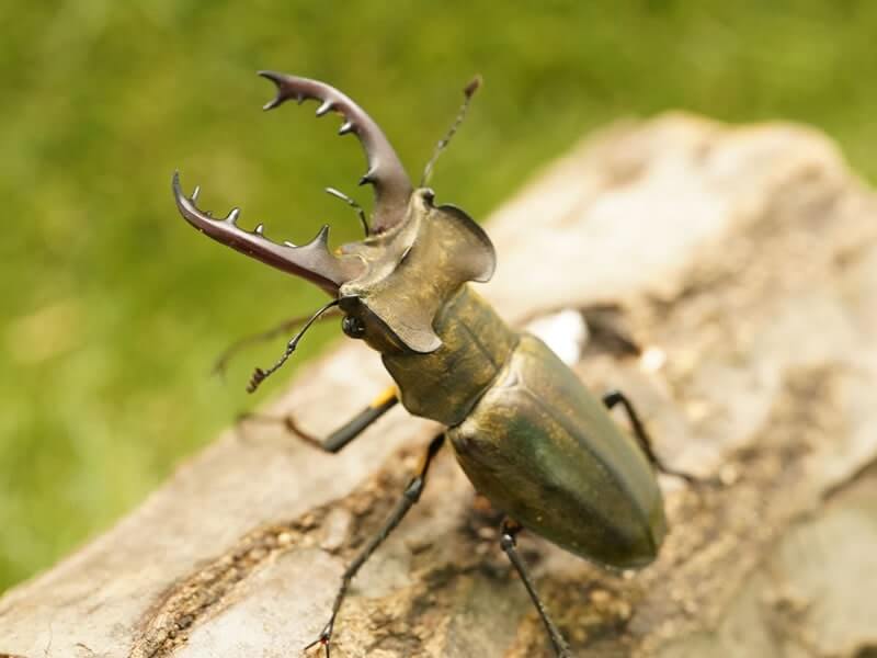 国産ミヤマクワガタペアオス65mmUP（野外採取WD）群馬県産(虫)