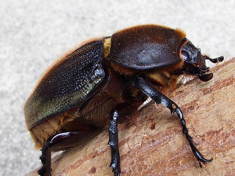 ヘラクレスヘラクレスオオカブト単品B品メス55mmUP(翅ひらき)(グアドループ産)累代CB(虫)