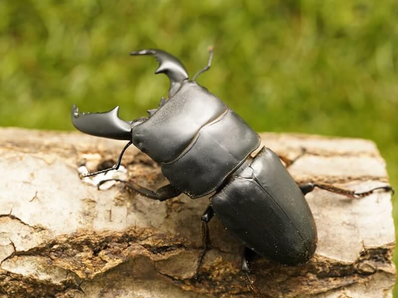 スマトラヒラタクワガタペアオス75mmUP(ベンクール産)累代WD(虫)