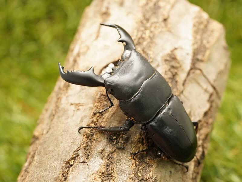 スマトラヒラタクワガタペアオス70mmUP(ベンクール産)累代WD(虫)