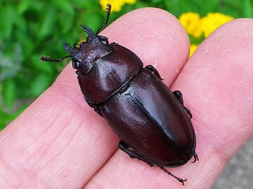 国産ノコギリクワガタ単品B品メス30mmUP(右後フセツ欠け)(群馬県産)WD(虫)