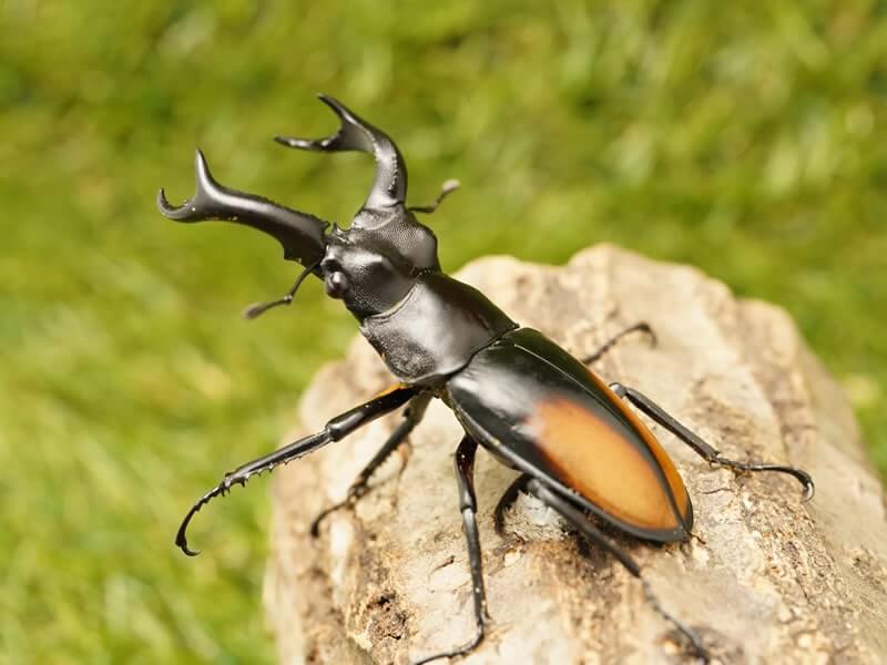 セアカフタマタクワガタペアオス80mmUP(スマトラ島産)累代WD(虫)