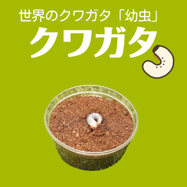 クワガタ幼虫